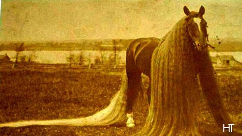 Пышногривый конь Линус
