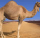 camel