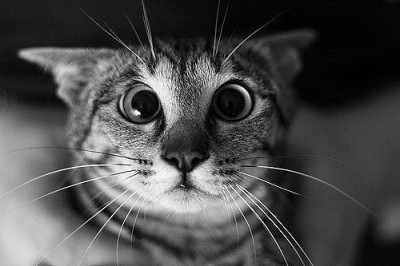 Кошачьи рекорды (Часть 2)