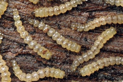 То ли пытка, то ли казнь. Часть 2