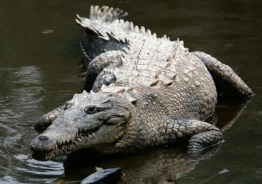 grebnistui-krokodil17