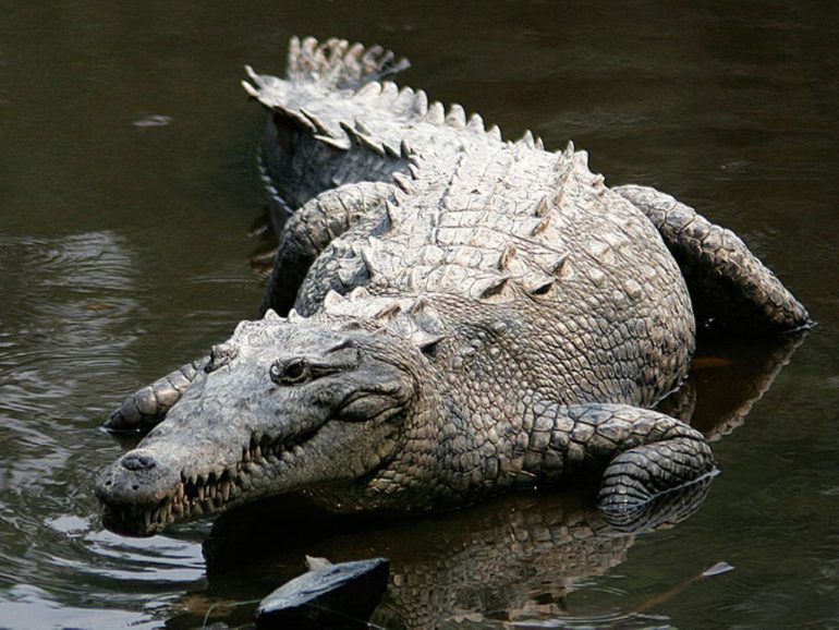 grebnistui-krokodil17
