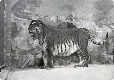 kaspijskij-tigr